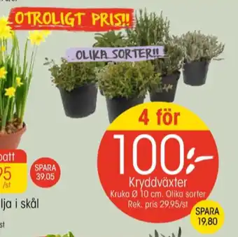 EKO Sours plantor erbjuda