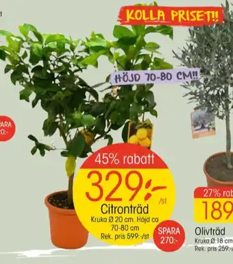 EKO Sours fruktträd erbjuda