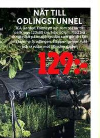 ICA Maxi Ica garden odlingstunnel erbjuda