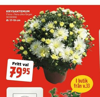Jem&Fix Krysantemum erbjuda