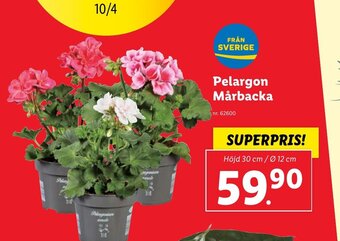 Lidl Pelargon Mårbacka erbjuda