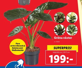 Lidl Gröna Växter erbjuda