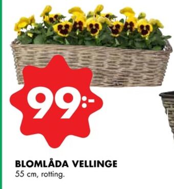 ÖoB Odla blomlådor erbjuda