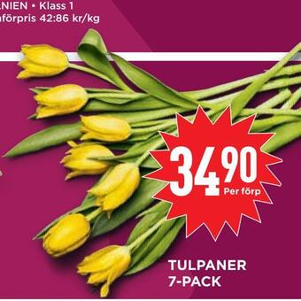 Willys Hemma Tulpaner 7-pack erbjuda