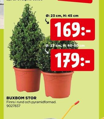 Jem&Fix Buxbom stor erbjuda
