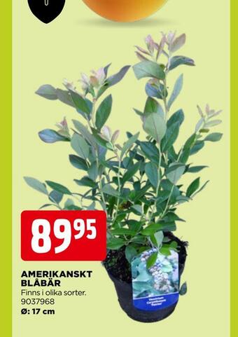 Jem&Fix Amerikanskt blåbär erbjuda