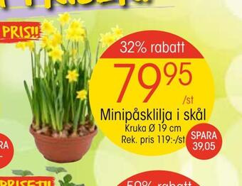 EKO Minipåsklilja i skål erbjuda