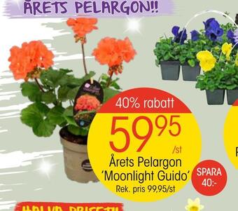 Årets pelargon 'moonlight guido'