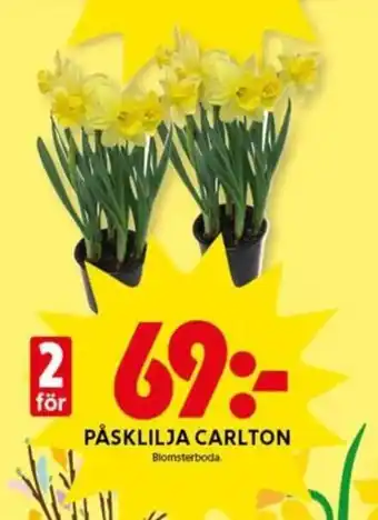 Påsklilja Carlton