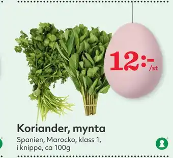 Koriander, mynta