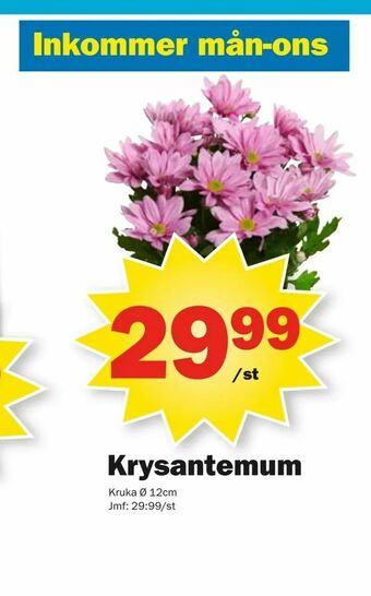 Pekås Krysantemum erbjuda