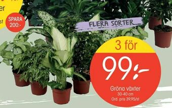 EKO Gröna växter erbjuda