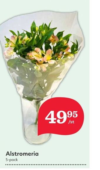 Hemköp Garant blommor erbjuda