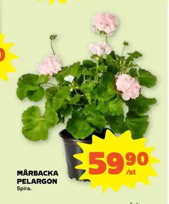 Stora Coop Mårbacka pelargon erbjuda