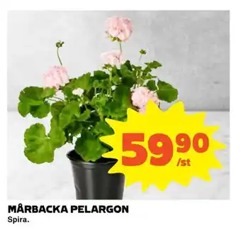 Mårbacka pelargon