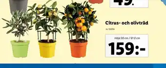 Lidl Citrus-Och Olivträd erbjuda
