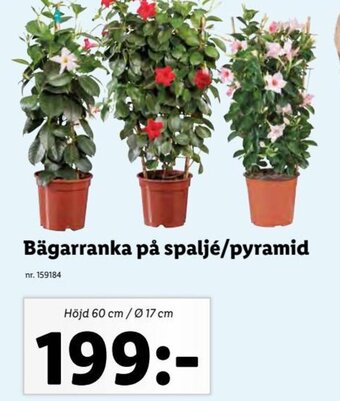 Lidl Bägarranka På Spaljé/ Pyramid erbjuda