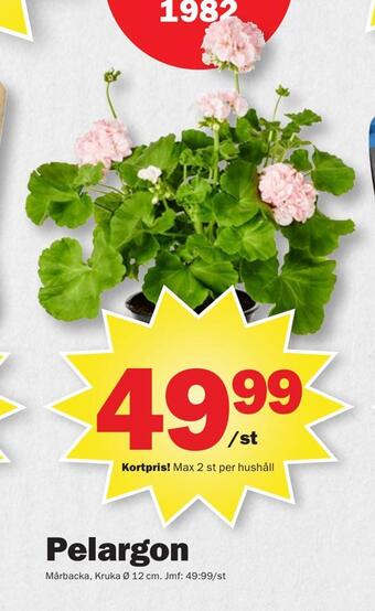 Pekås Pelargon erbjuda