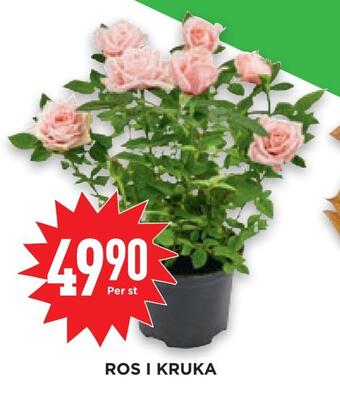 Ros i kruka