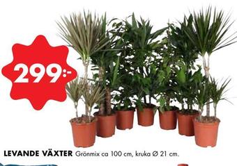 ÖoB Levande växter erbjuda