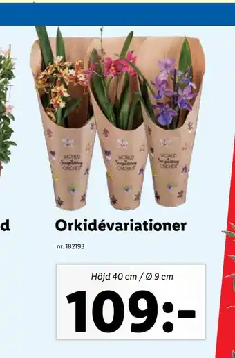 Lidl Orkidé variationer erbjuda