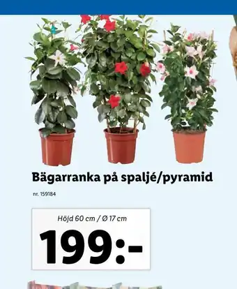 Lidl Bägarranka på spaljé/pyramid erbjuda