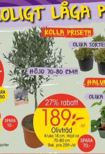 EKO Träd erbjuda