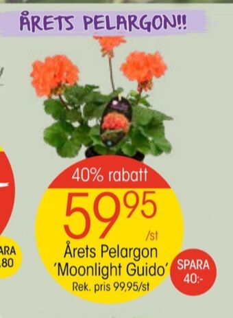 EKO Santa maria plantor erbjuda