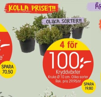 EKO Santa maria plantor erbjuda