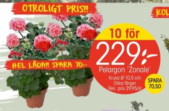 EKO Santa maria plantor erbjuda