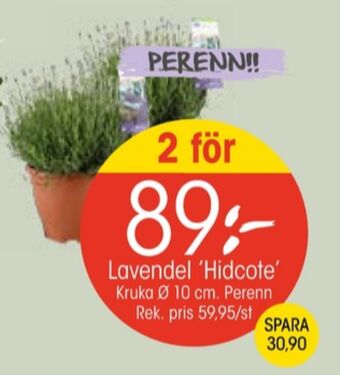EKO Santa maria plantor erbjuda