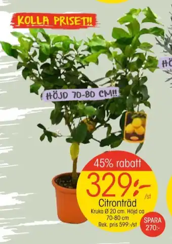 EKO Santa maria fruktträd erbjuda