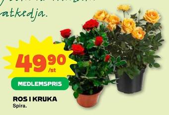 Ros i kruka