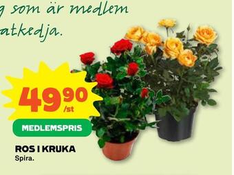 Ros i kruka