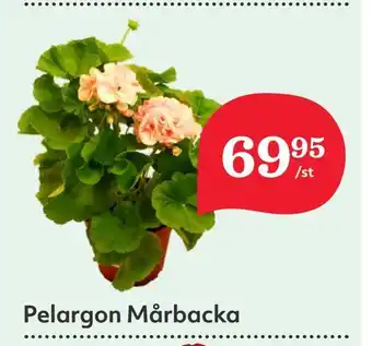 Hemköp Pelargon mårbacka erbjuda