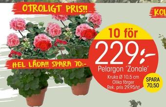 EKO Pelargon 'zonale' erbjuda