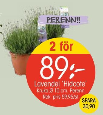 EKO Lavendel 'hidcote' erbjuda