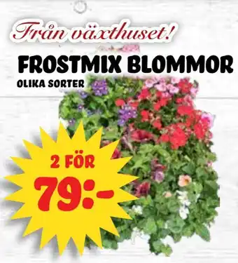 Frostmix blommor