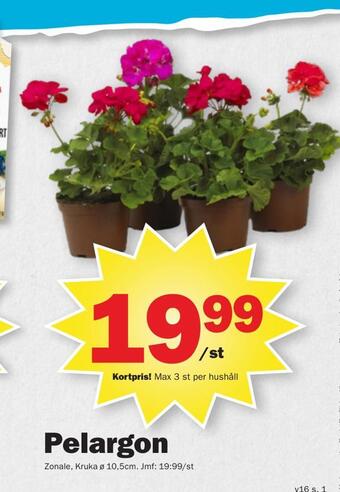 Pekås Pelargon erbjuda
