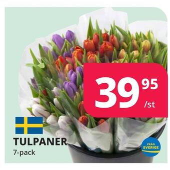 Tempo Tulpaner erbjuda