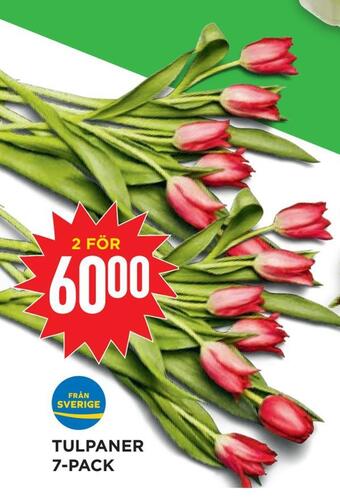 Willys Hemma Tulpaner 7-pack erbjuda