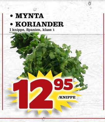 Supergrossen Mynta • koriander erbjuda