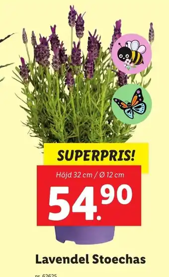 Lidl Lavendel Atoechas erbjuda