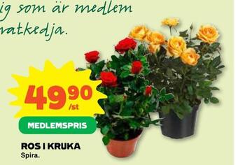 Coop Ros i kruka erbjuda