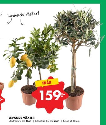 ÖoB Everyday bbq fruktträd erbjuda
