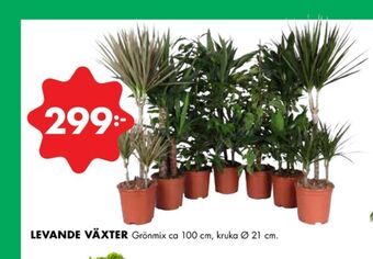 ÖoB Everyday bbq krukväxt erbjuda