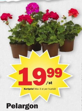 Pekås Kronfågel krukväxt erbjuda