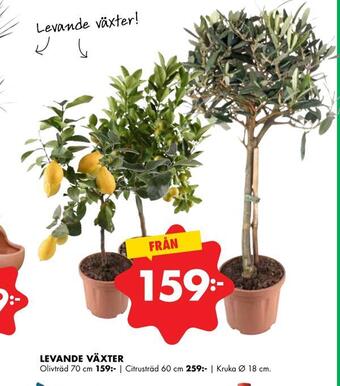 ÖoB Levande växter erbjuda