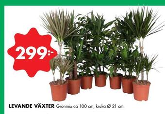 ÖoB Levande växter erbjuda