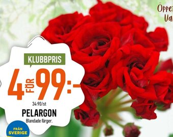 PELARGON